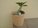 Adenium arabicum "Black Pearl"