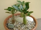 Grup de 3 Adenium