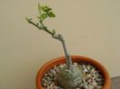 Kedrostis foetidissima