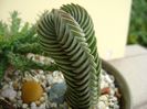 Crassula cv. Buddha’s Temple
