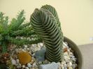 Crassula cv. Buddha’s Temple