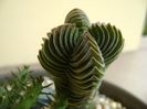 Crassula cv. Buddha’s Temple