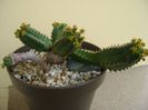 Euphorbia tubiglans