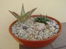 Aloe cv. Starfish & Aloe cv. Pepe