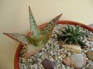 Aloe cv. Starfish & Aloe cv. Pepe
