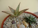 Aloe cv. Starfish & Aloe cv. Pepe