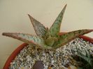 Aloe cv. Starfish