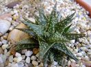 Aloe cv. Pepe
