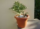 Euphorbia stenoclada