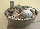 Grup de 7 cactusi