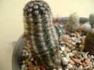 Pygmaeocereus bylesianus