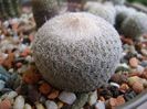 Epithelantha bokei