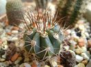 Melocactus azureus