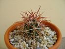 Ferocactus gracilis v. coloratus