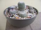 Grup de 7 Mammillaria