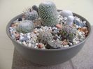 Grup de 7 Mammillaria
