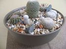 Grup de 7 Mammillaria