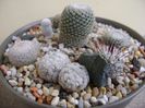 Grup de 7 Mammillaria