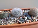Grup de 5 Mammillaria