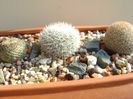 Grup de 5 Mammillaria