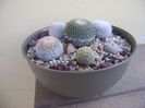 Grup de 6 Mammillaria