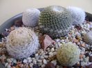 Grup de 6 Mammillaria