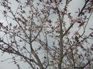 Prunus persica Davidii (2017, April 05)