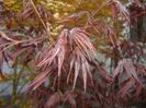 Acer palmatum Bloodgood (2017, Apr.10)