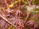 Acer palmatum Bloodgood (2017, Apr.17)