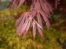 Acer palmatum Bloodgood (2017, Apr.17)