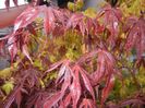 Acer palmatum Bloodgood (2017, Apr.20)