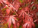 Acer palmatum Bloodgood (2017, Apr.20)