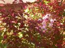 prunus Kojo-no-mai
