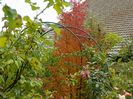 prunus kurilensis Ruby
