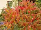 rhus typhina Laciniata