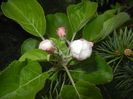 Apple Blossom. Flori mar (2017, April 09)