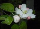 Apple Blossom. Flori mar (2017, April 09)