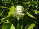 White Lilac Tree (2017, April 24)