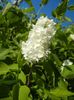 White Lilac Tree (2017, April 24)