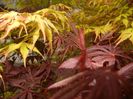 Acer Bloodgood & Katsura (2017, Apr.17)