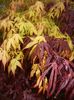 Acer Bloodgood & Katsura (2017, Apr.20)