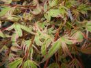 Acer palmatum Butterfly (2017, April 13)