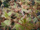 Acer palmatum Butterfly (2017, April 13)