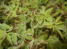 Acer palmatum Butterfly (2017, April 29)