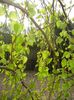 Betula pendula Youngii (2017, Apr.05)