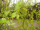 Betula pendula Youngii (2017, Apr.05)