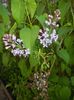 Syringa vulgaris_Lilac (2017, April 15)