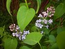 Syringa vulgaris_Lilac (2017, April 15)