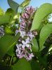 Syringa vulgaris_Lilac (2017, April 15)