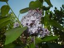 Syringa vulgaris_Lilac (2017, April 15)